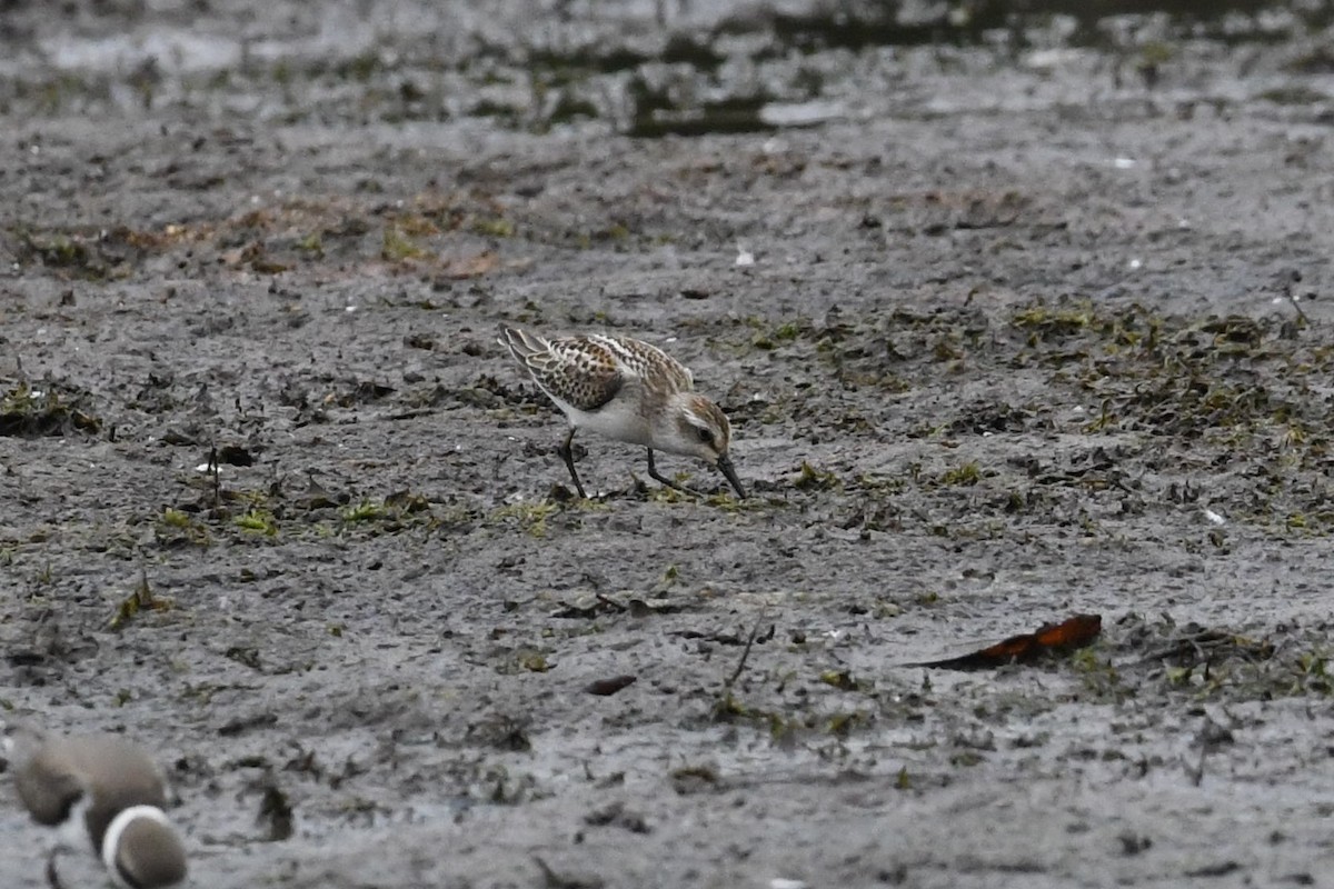 Semipalmated Sandpiper - ML623430057