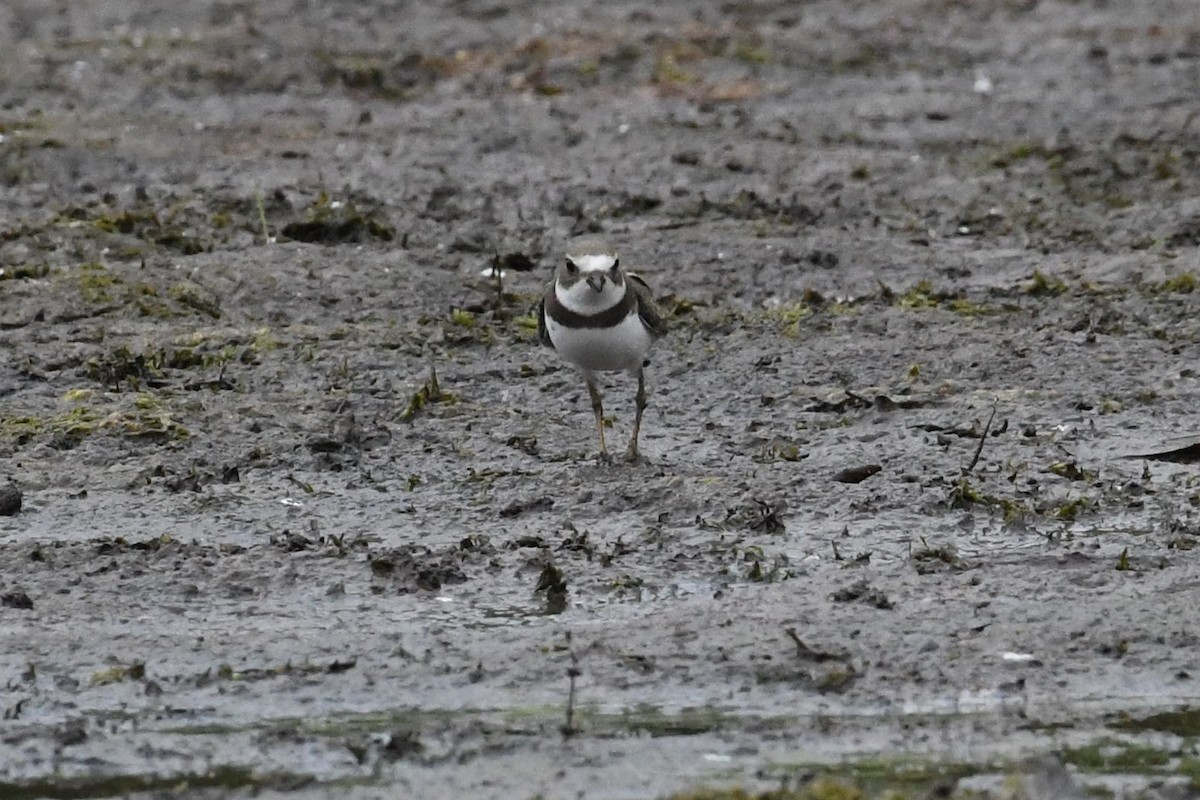 Semipalmated Plover - Barry Blust