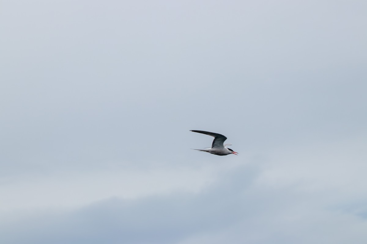 Arctic Tern - ML623430075