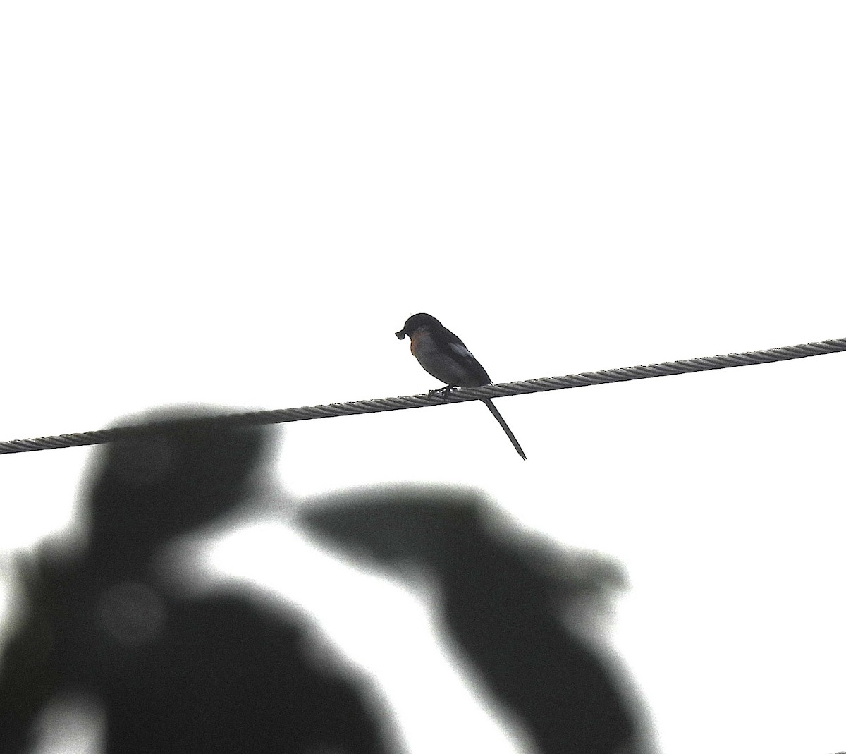 White-bellied Minivet - ML623430079