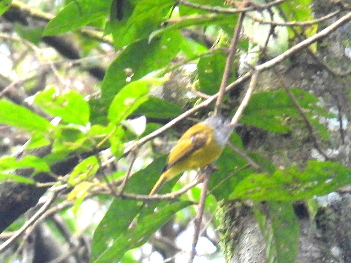 Gray-headed Canary-Flycatcher - ML623430090