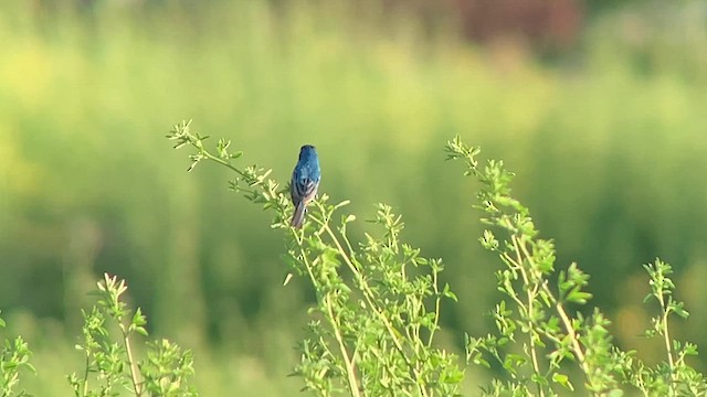 Indigo Bunting - ML623430135