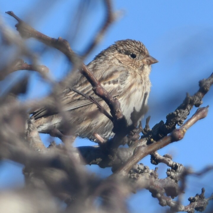 Carbonated Sierra Finch - ML623430156