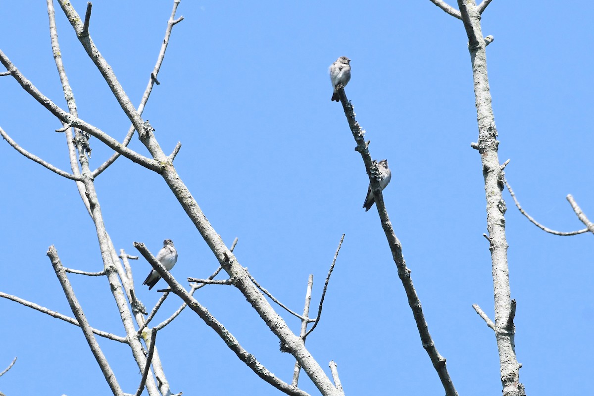 Northern Rough-winged Swallow - ML623430157