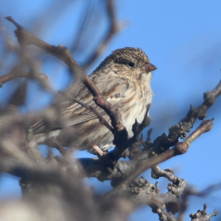 Carbonated Sierra Finch - ML623430166