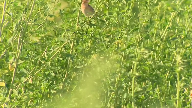 Grasshopper Sparrow - ML623430167