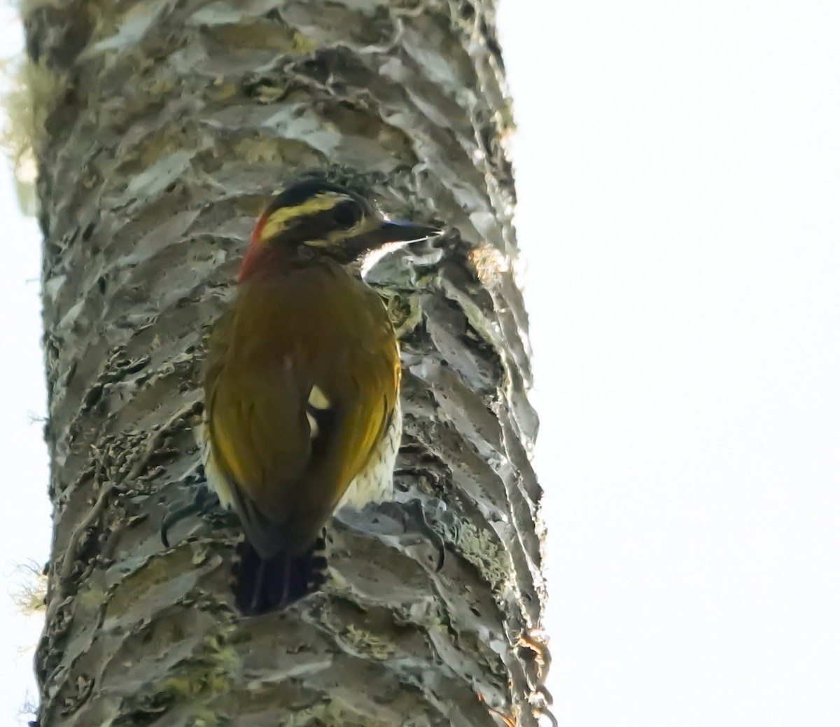 Yellow-vented Woodpecker - ML623430178