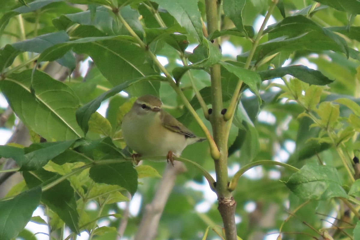 Willow Warbler - ML623430179