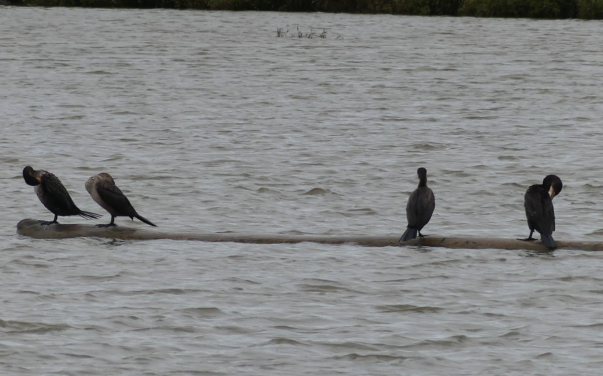 Double-crested Cormorant - ML623430180