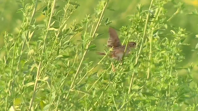 Grasshopper Sparrow - ML623430222