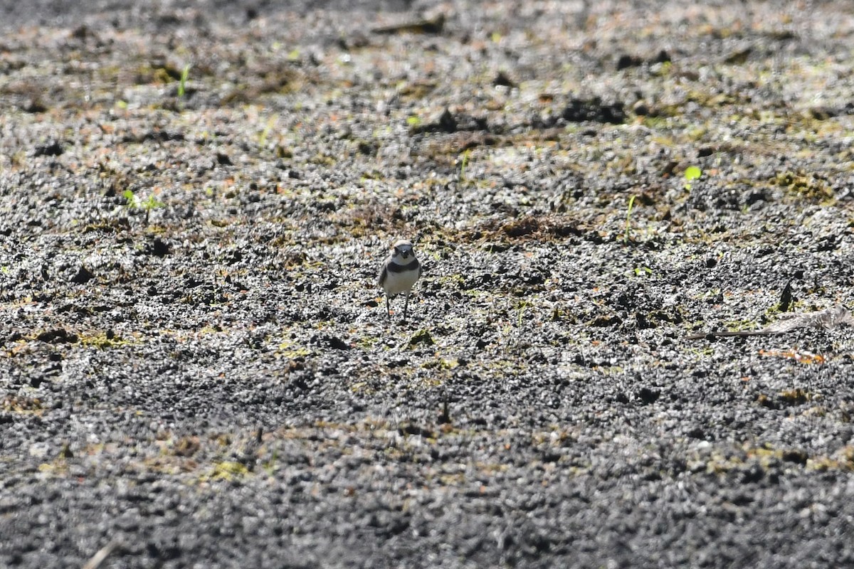 Semipalmated Plover - ML623430236