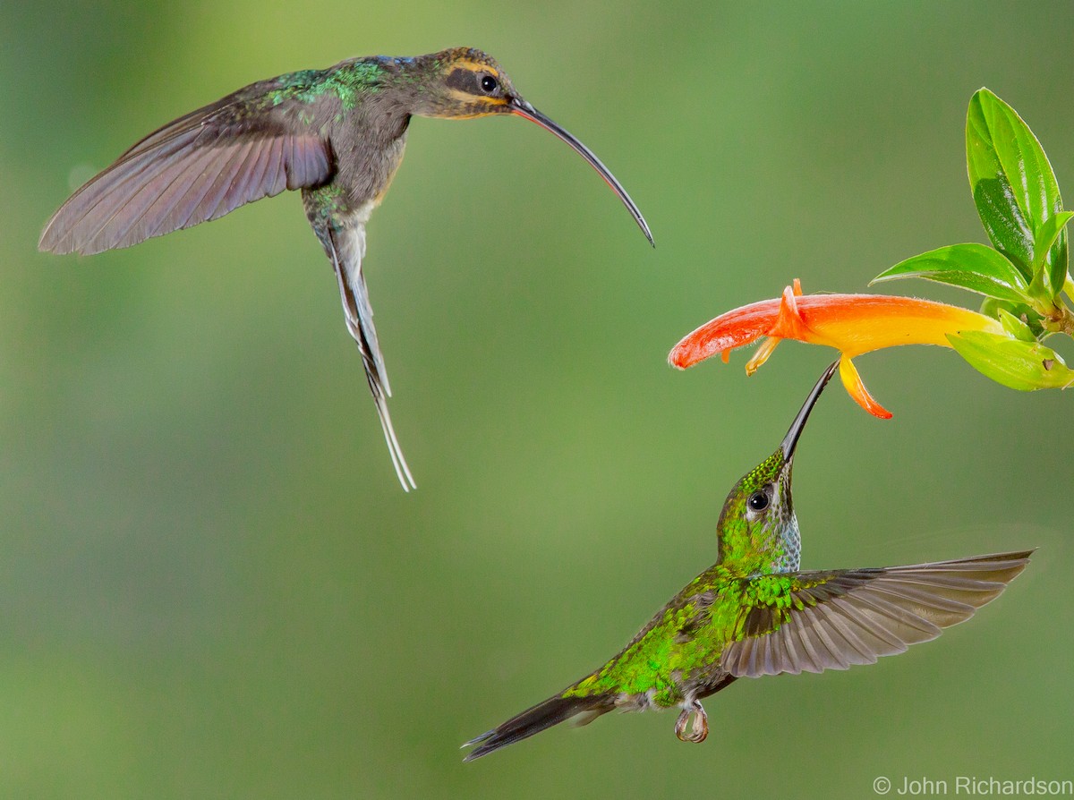 Green Hermit - ML623430249