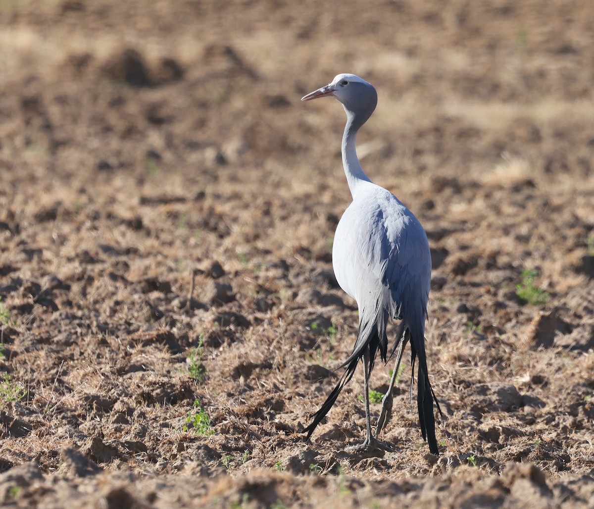 Blue Crane - ML623430258