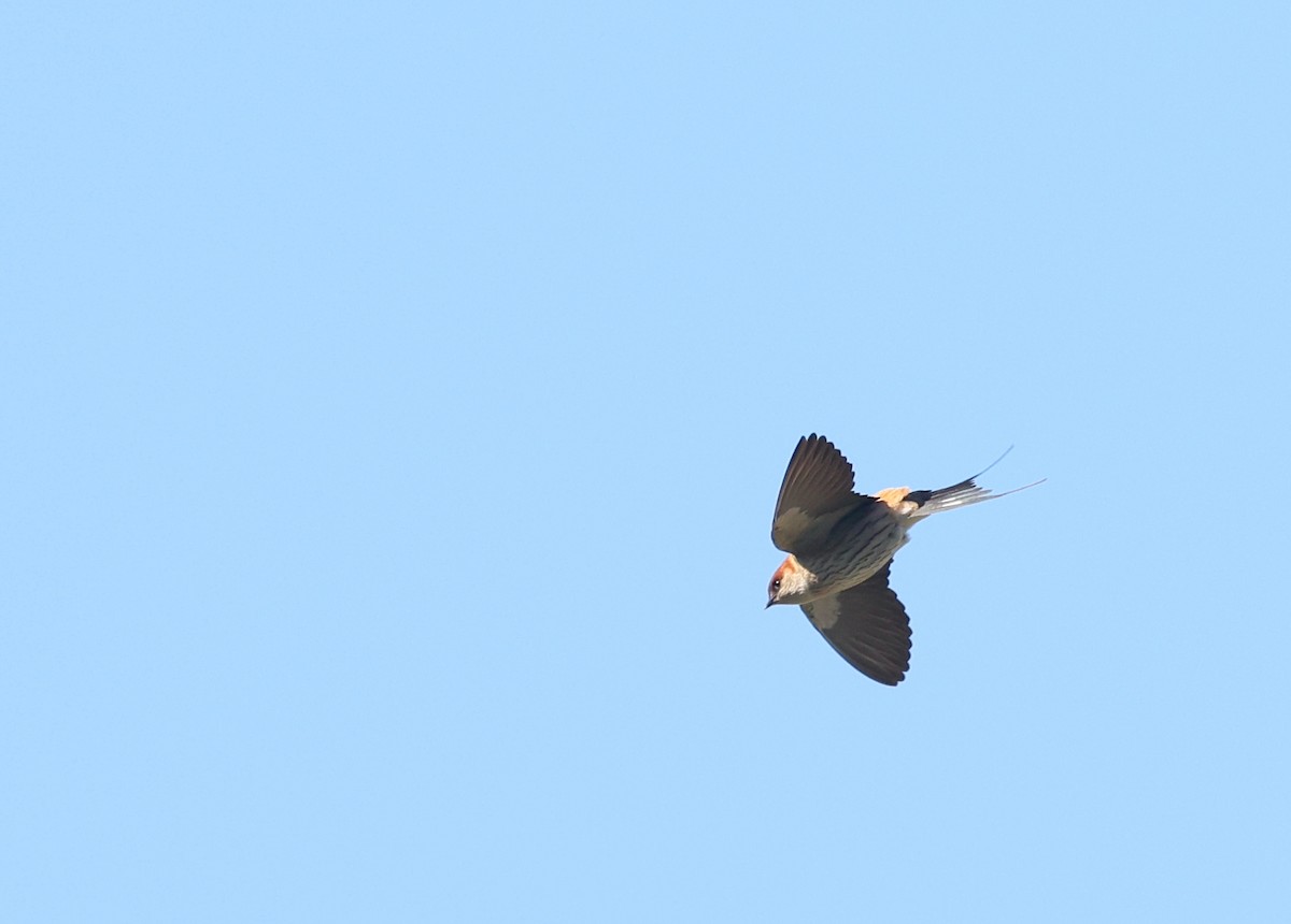 Greater Striped Swallow - ML623430282