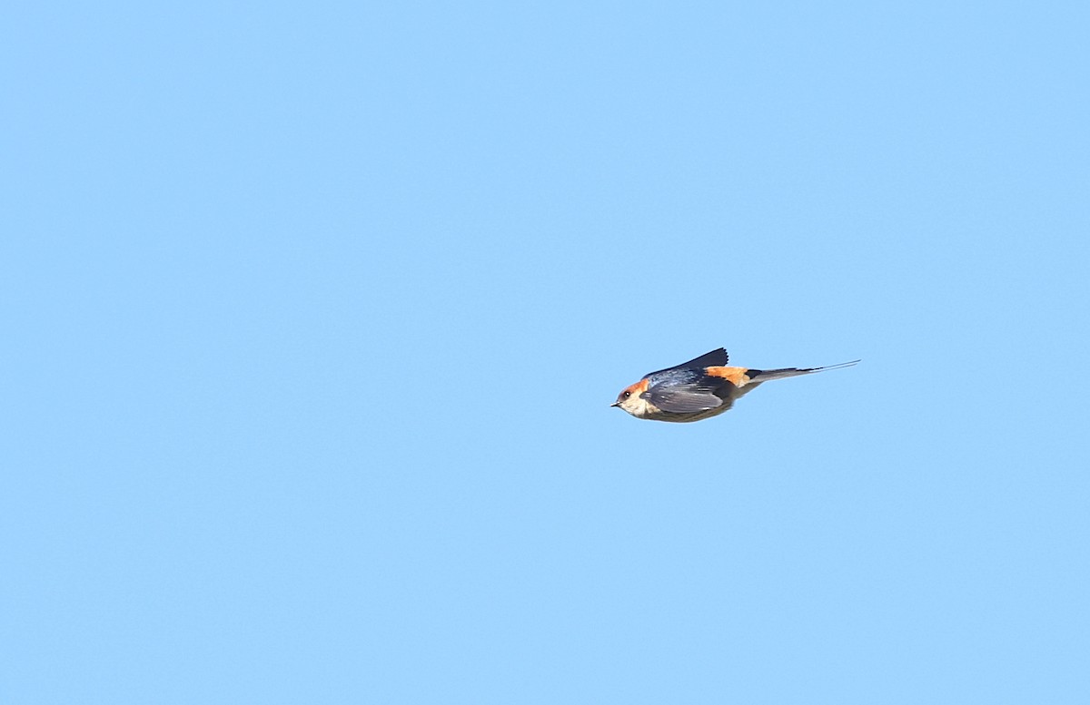 Greater Striped Swallow - ML623430283