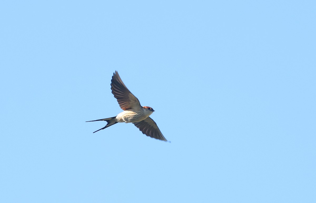 Greater Striped Swallow - ML623430284