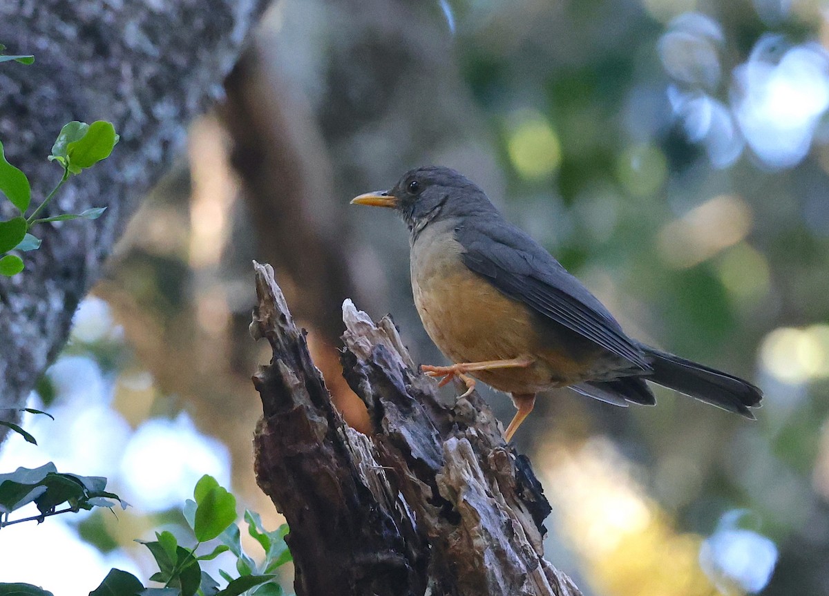 Olive Thrush - ML623430290