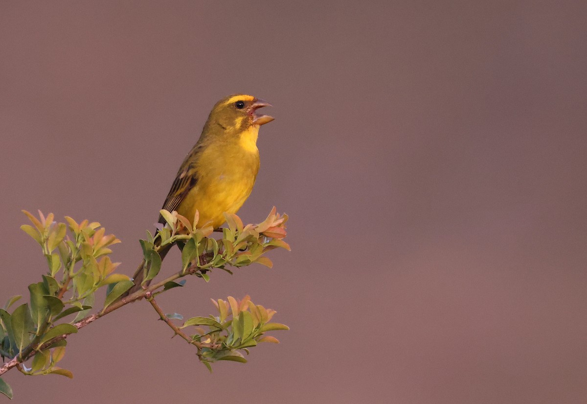 Brimstone Canary - ML623430297