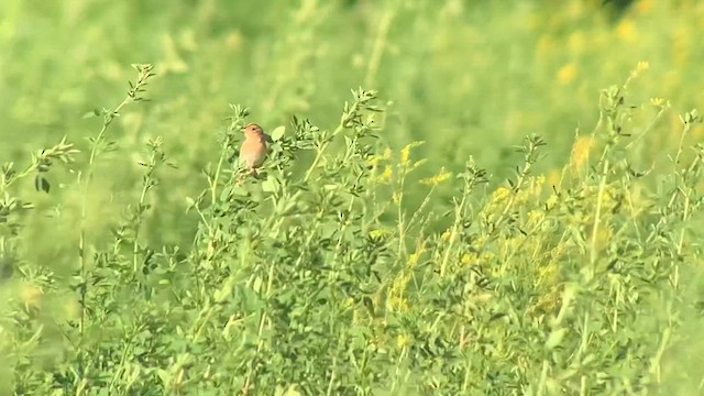 Grasshopper Sparrow - ML623430303