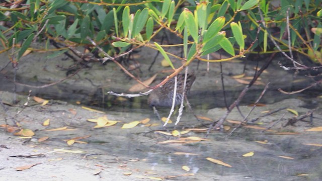 Australian Crake - ML623430315