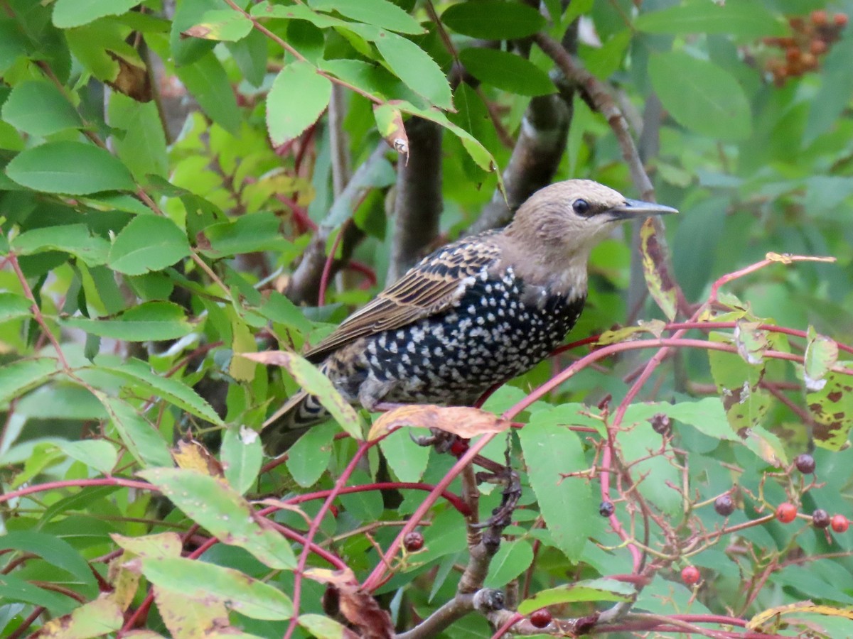 European Starling - ML623430320