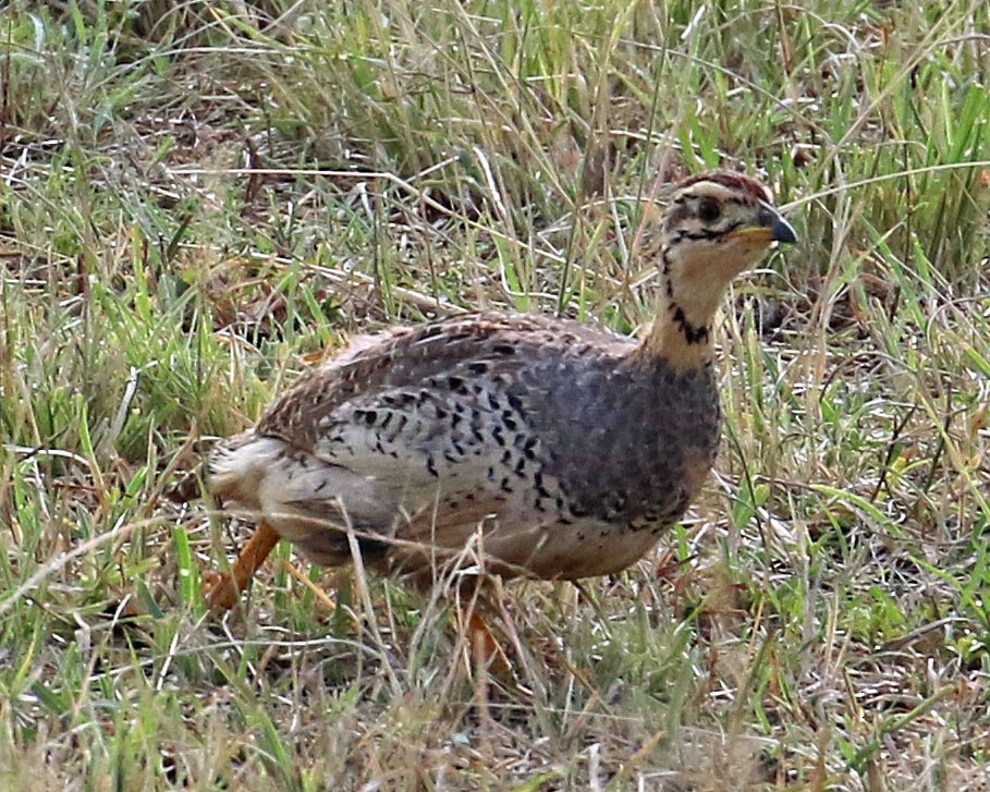 Coqui Francolin - ML623430323