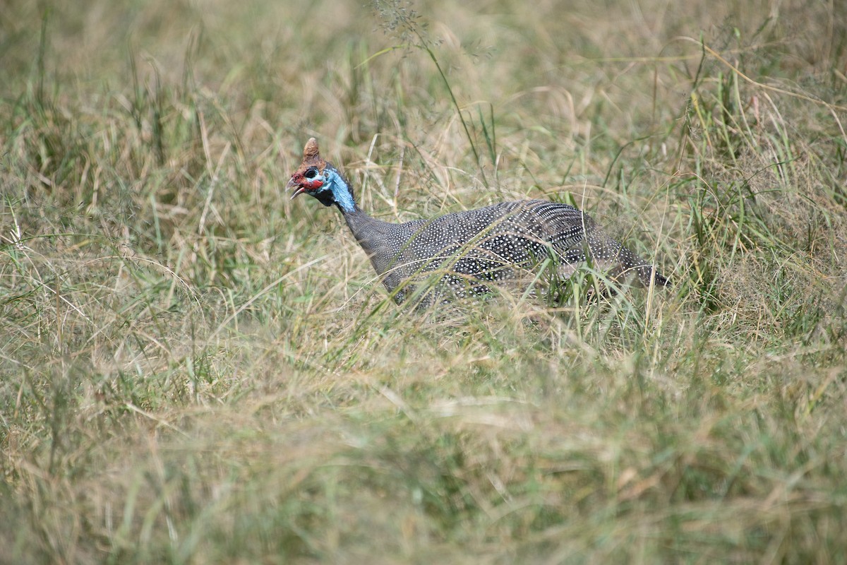 Helmeted Guineafowl - ML623430392