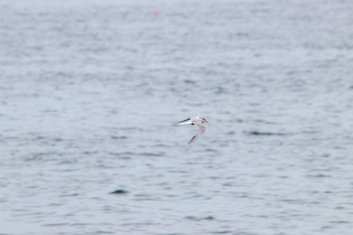 Arctic Tern - ML623430404