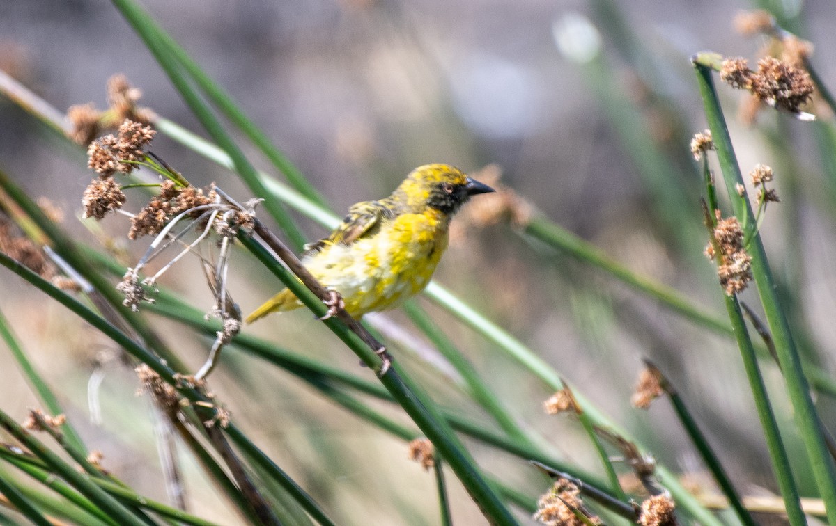 Speke's Weaver - ML623430431