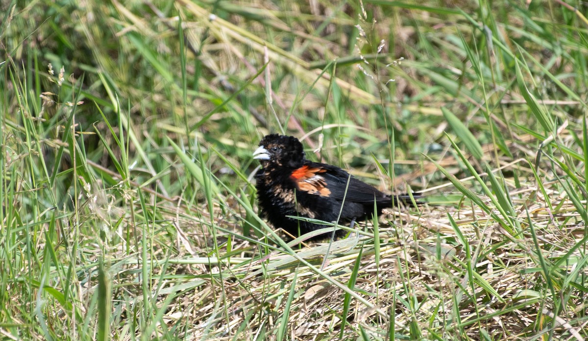 Fan-tailed Widowbird - ML623430440