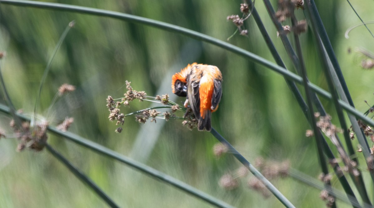 Southern Red Bishop - ML623430447