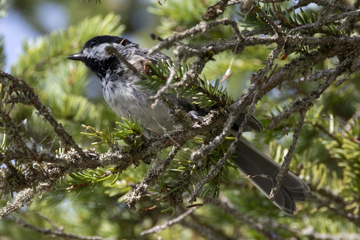 Black-capped Chickadee - ML623430507