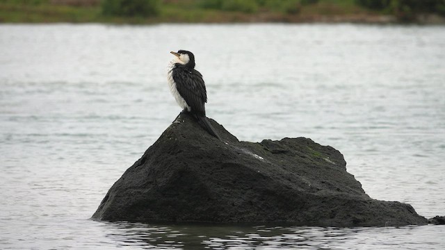 Cormoran pie - ML623430531