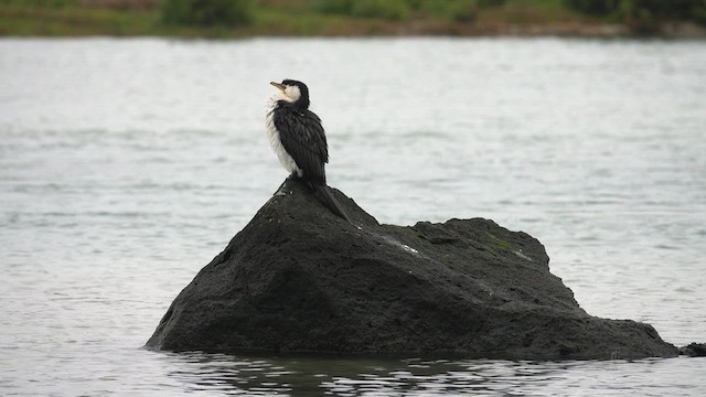 Little Pied Cormorant - ML623430531