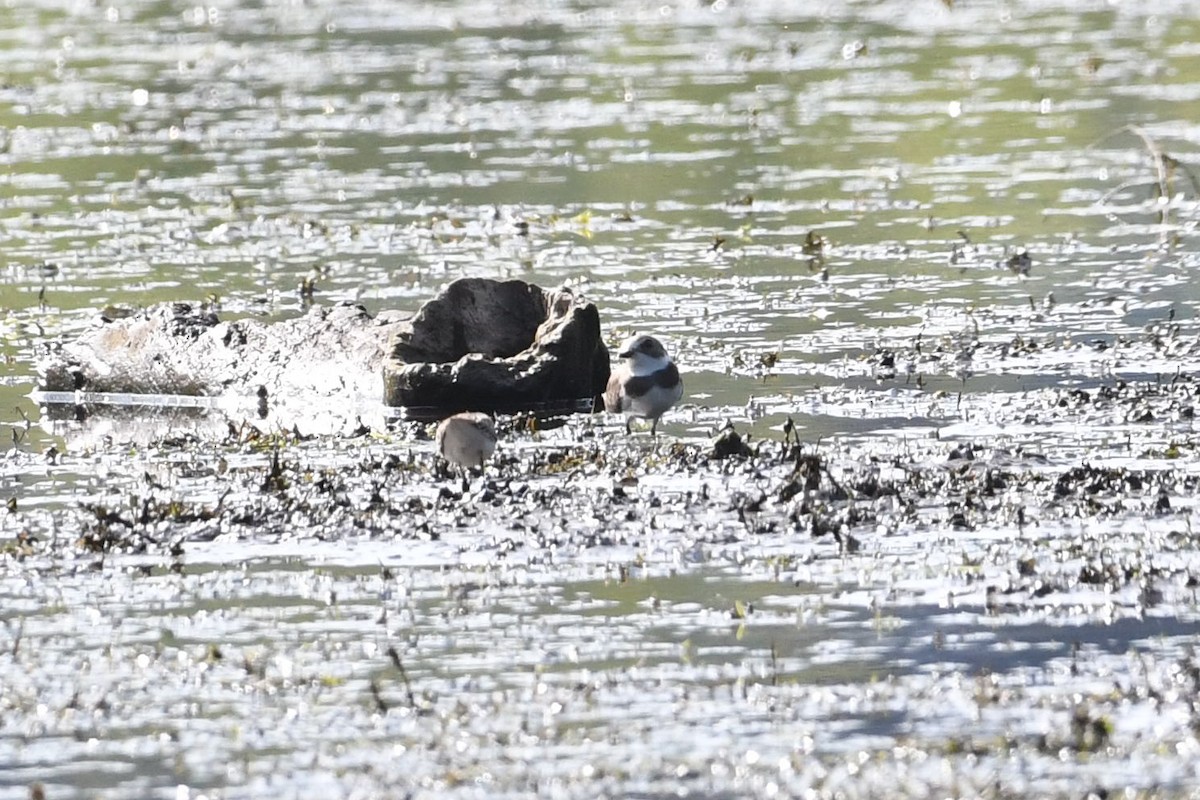 Semipalmated Plover - ML623430536