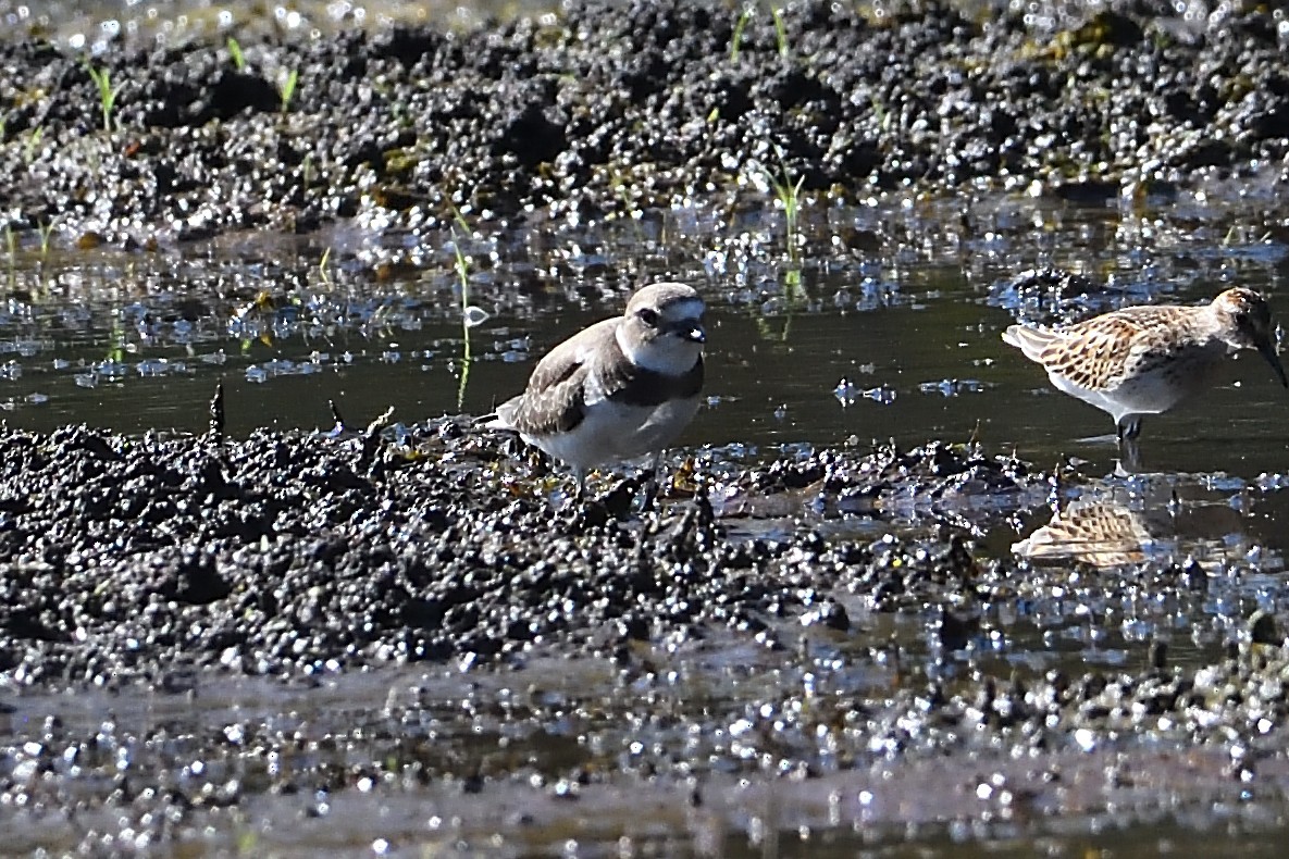 Semipalmated Plover - Barry Blust