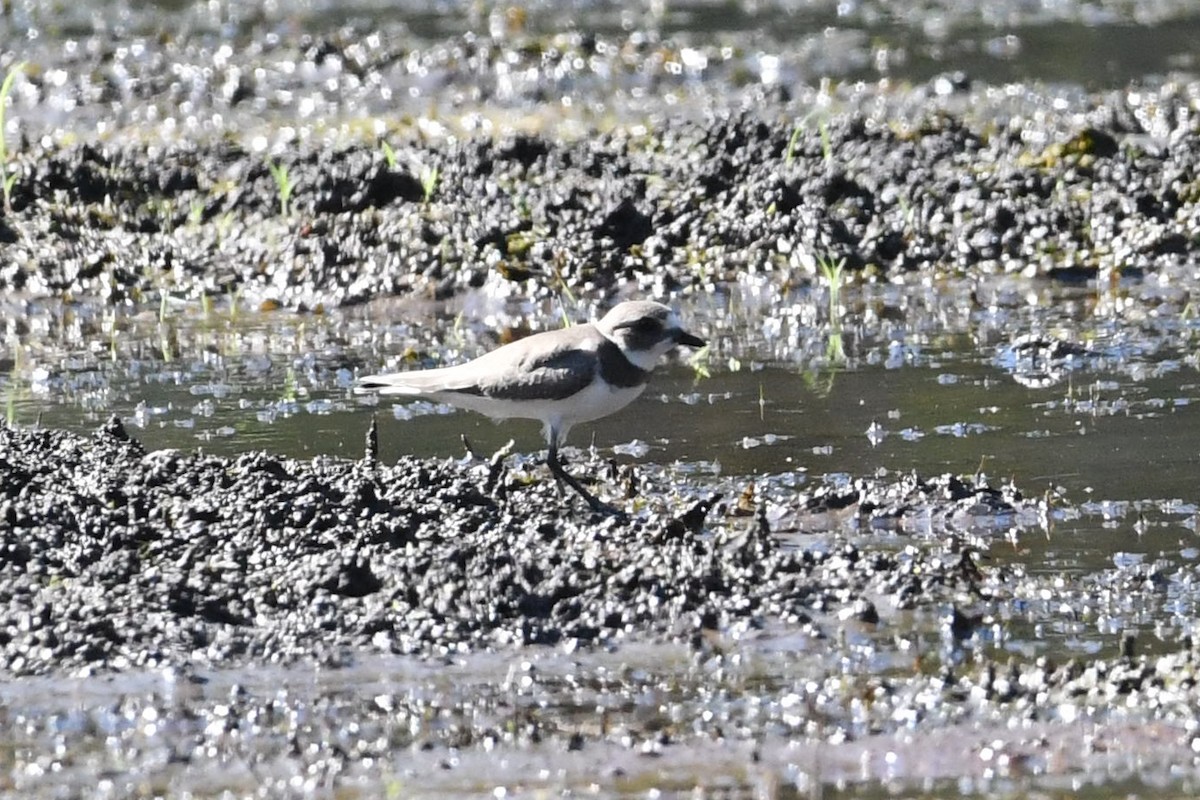 Semipalmated Plover - ML623430538