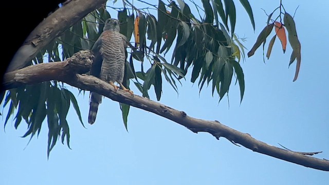 Double-toothed Kite - ML623430612