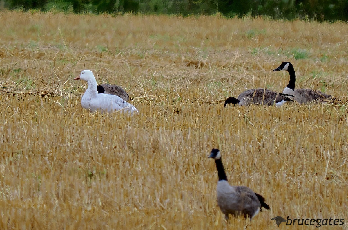 Antzara/Branta sp. - ML623430661