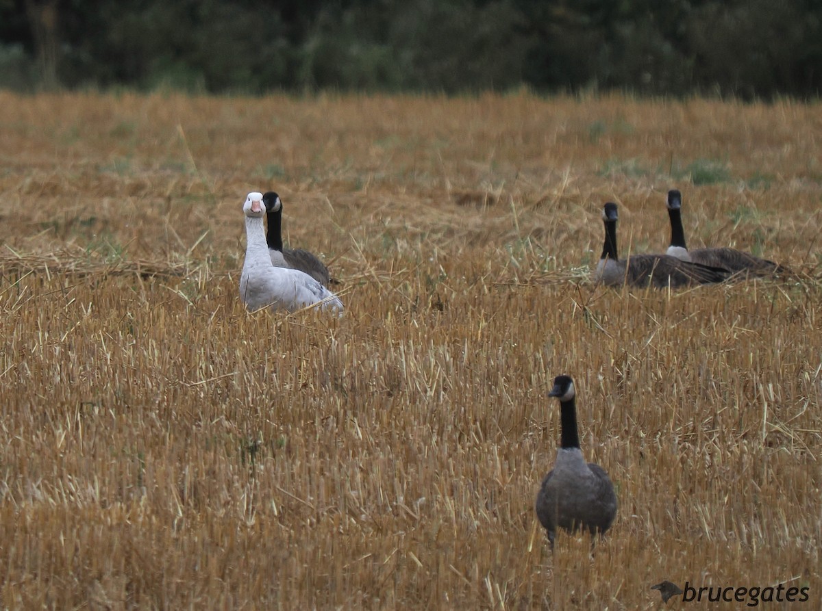 Antzara/Branta sp. - ML623430662