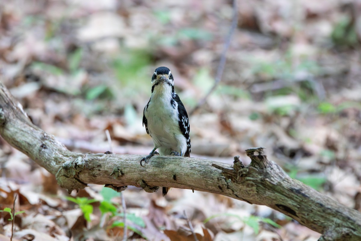 Hairy Woodpecker - ML623430674