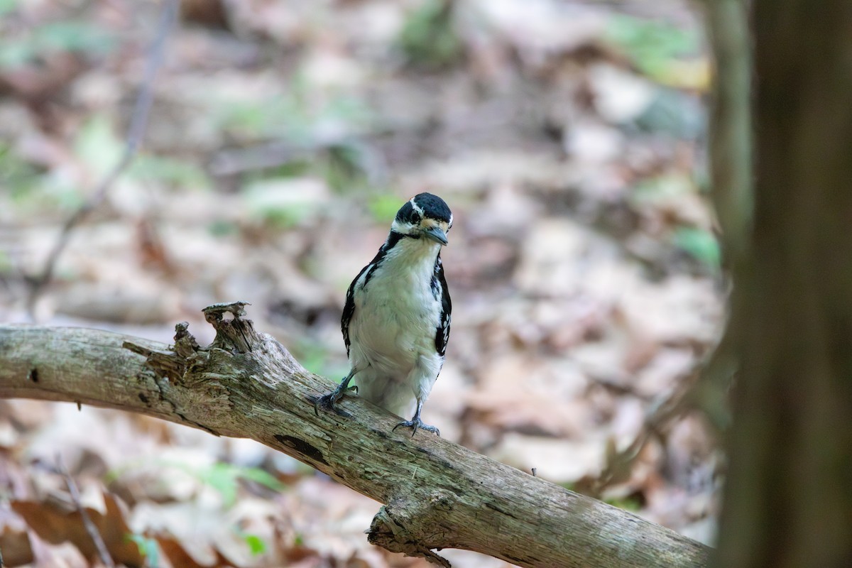 Hairy Woodpecker - ML623430675