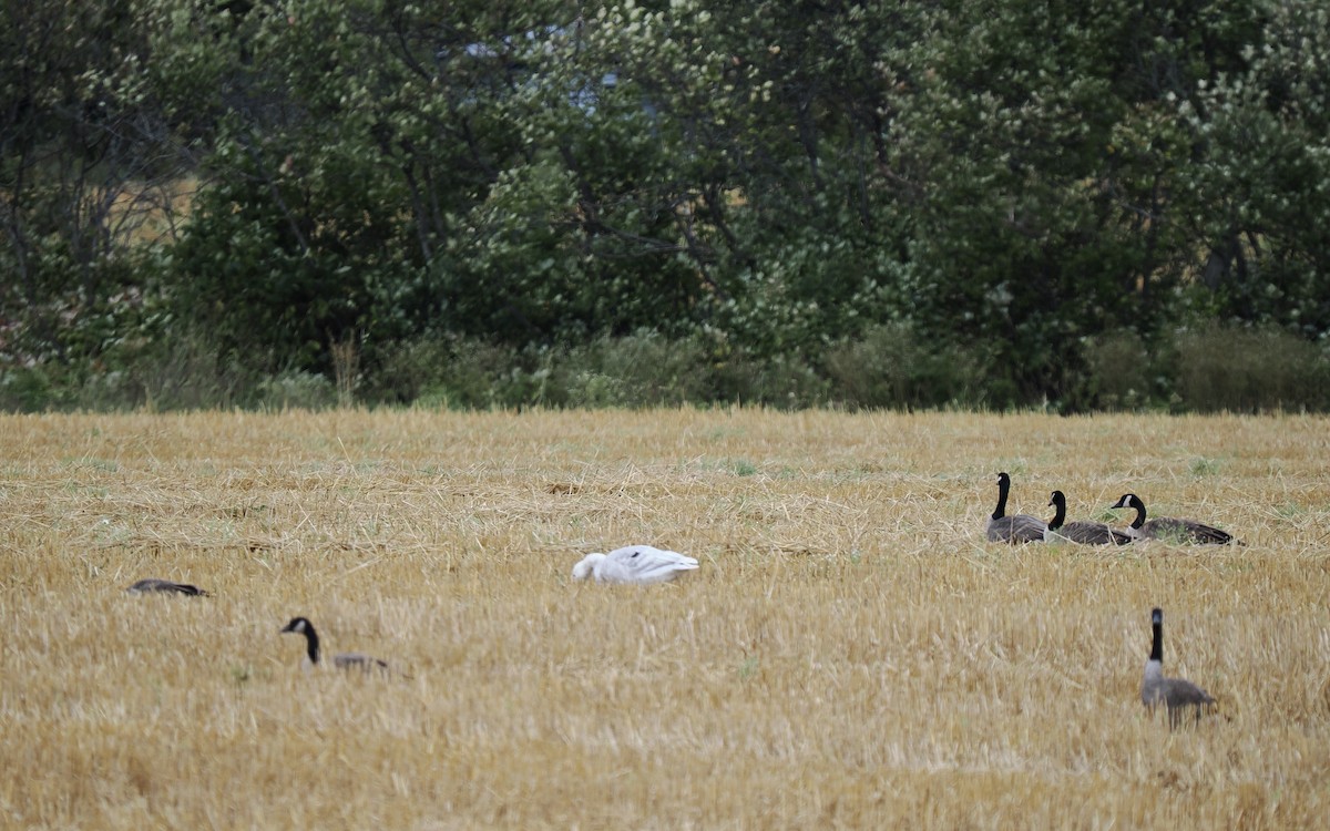 Antzara/Branta sp. - ML623430676