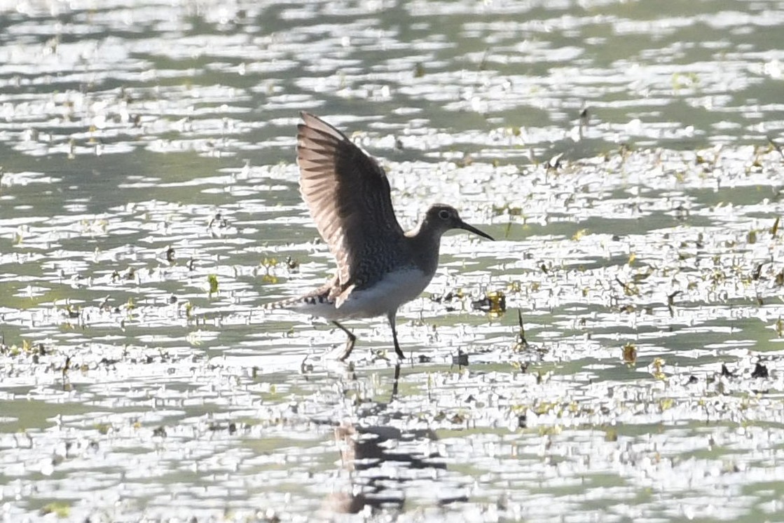 Solitary Sandpiper - ML623430683