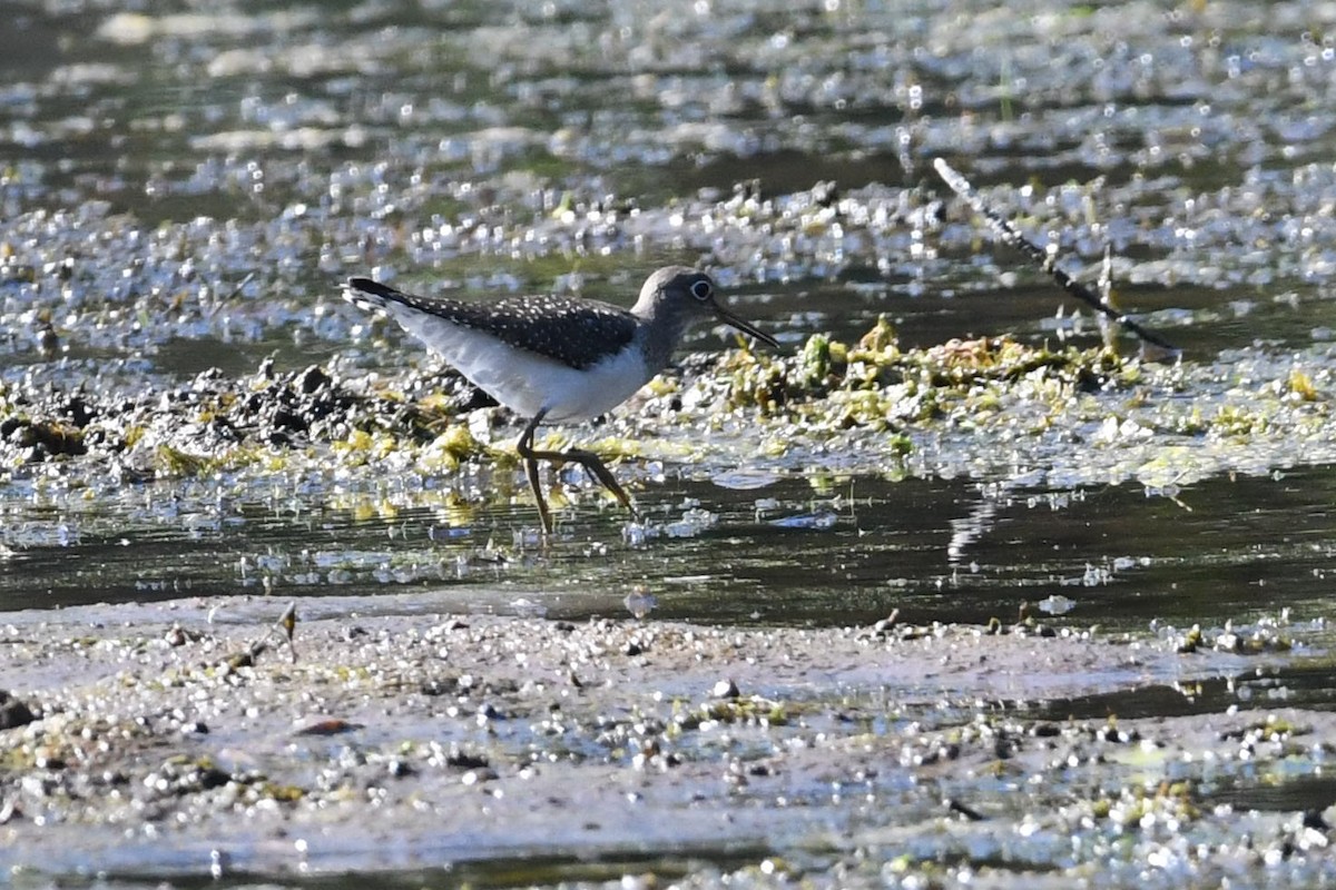 Solitary Sandpiper - ML623430684