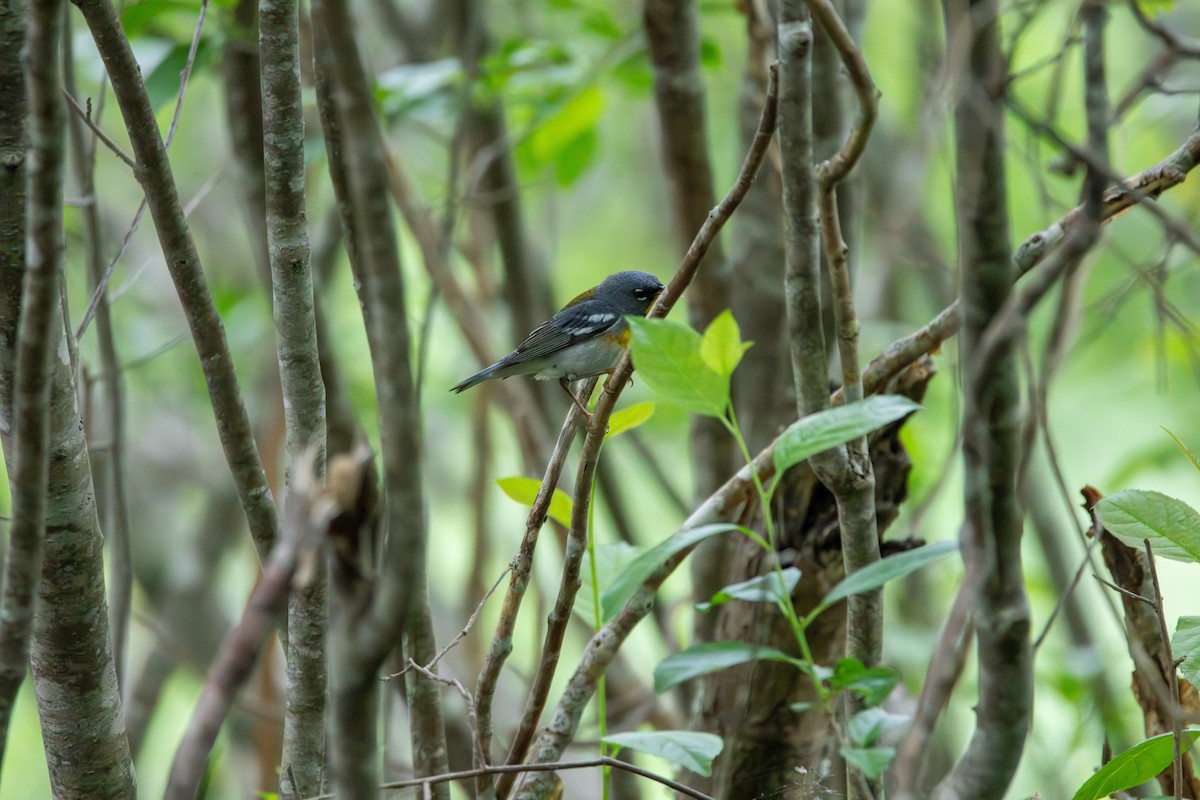 Northern Parula - Matt Fischer