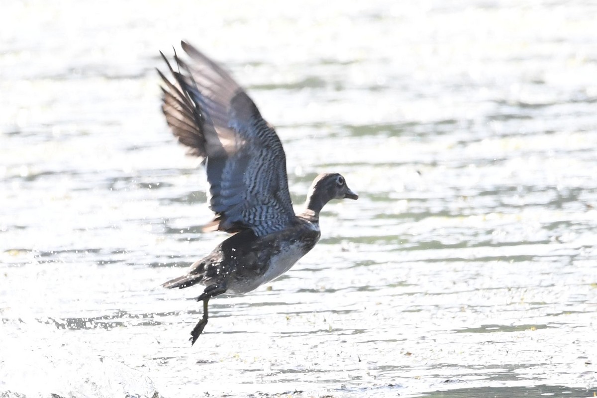 Wood Duck - ML623430693