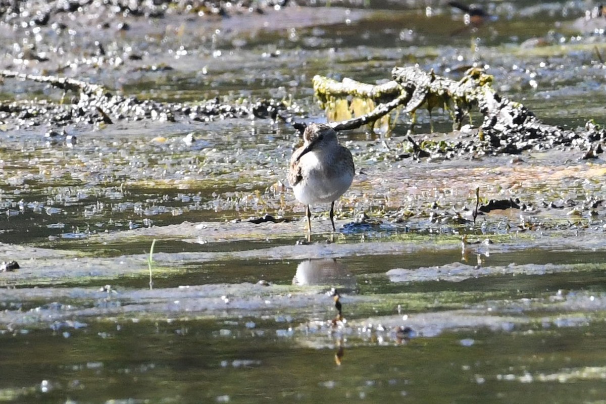 Least Sandpiper - Barry Blust