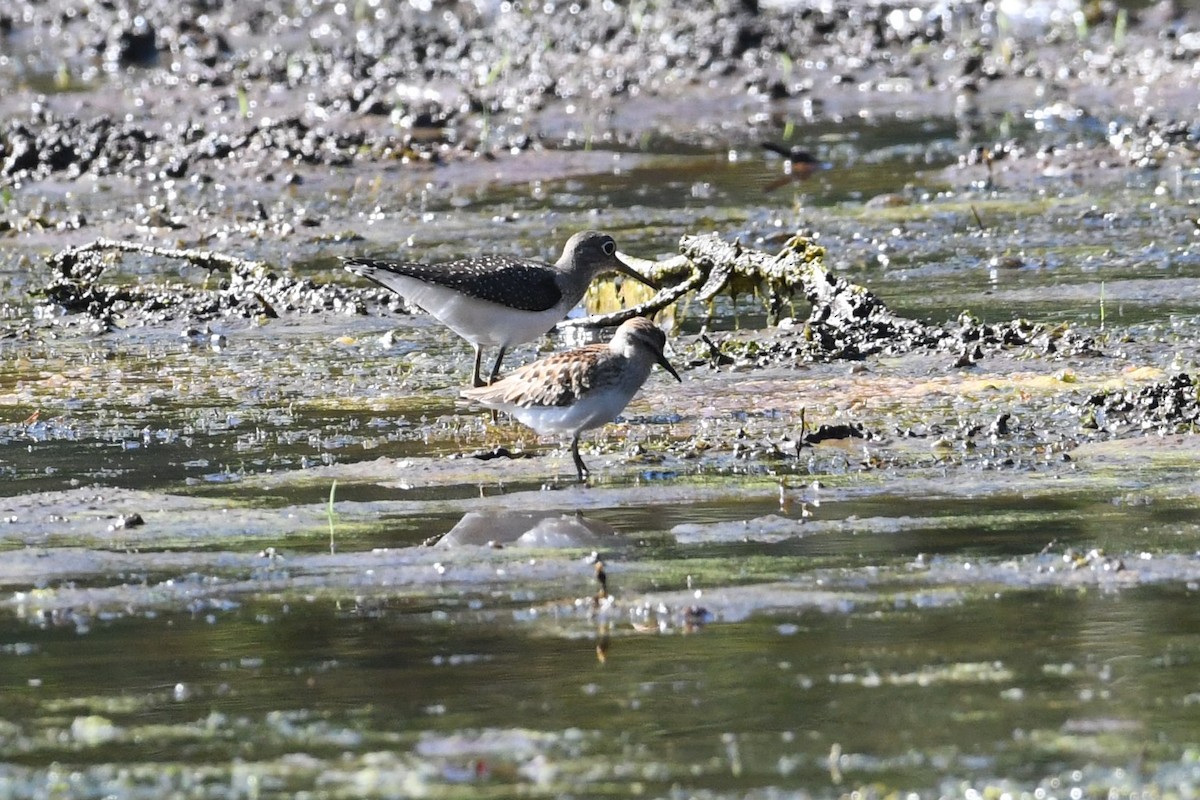 Least Sandpiper - ML623430705