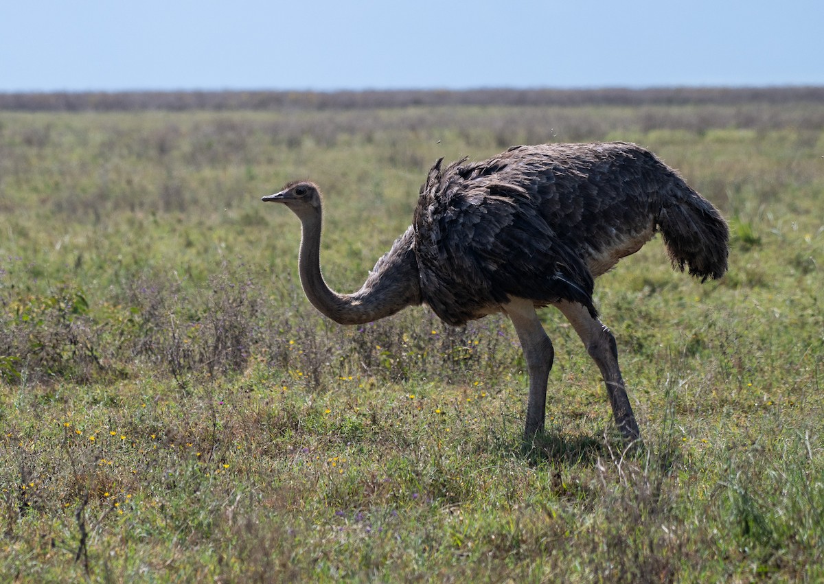 Common Ostrich - ML623430713